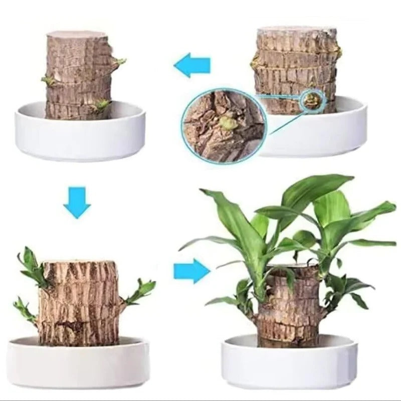 Effortless Indoor Oasis: Air-Purifying Plant for Any Space