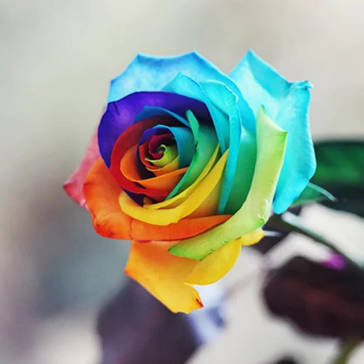 25 Pack of Colorful Blooming Rose Seeds for Home and Garden