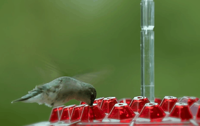 Attractive Hummingbird Feeder with Bee-Guard Ports and 30 Access Points