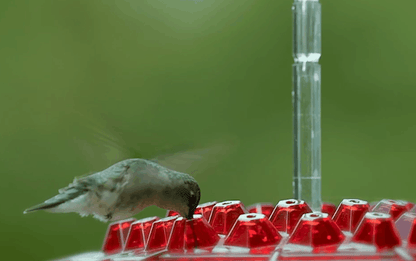 Attractive Hummingbird Feeder with Bee-Guard Ports and 30 Access Points