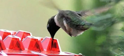 Attractive Hummingbird Feeder with Bee-Guard Ports and 30 Access Points