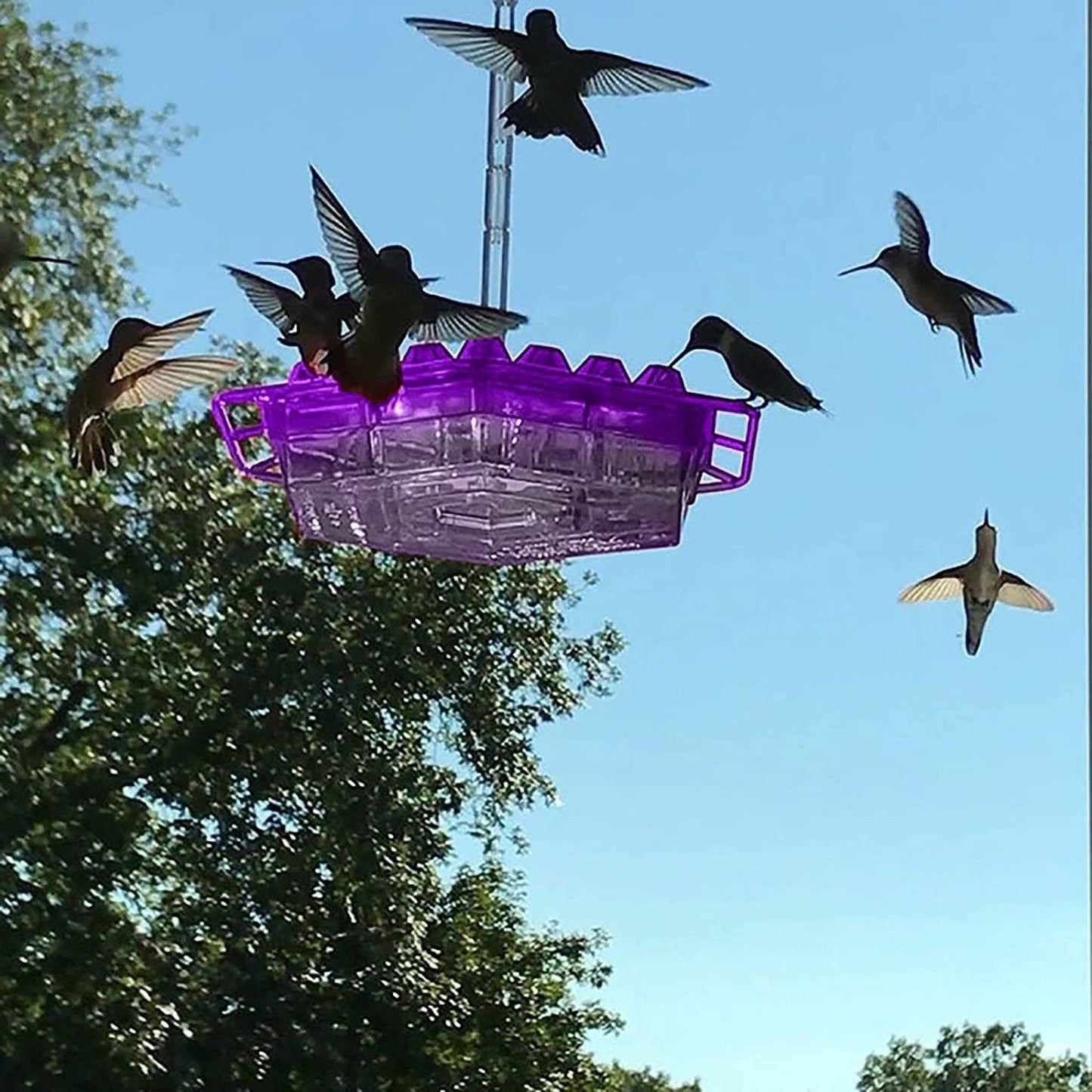 Attractive Hummingbird Feeder with Bee-Guard Ports and 30 Access Points