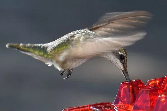 Attractive Hummingbird Feeder with Bee-Guard Ports and 30 Access Points