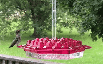 UV Resistant Polycarbonate Hummingbird Feeder with 30 Flower Ports and Ant Moats