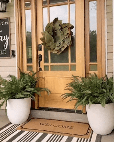 Evergreen Fern Collection - 18 Pack for Year-Round Beauty