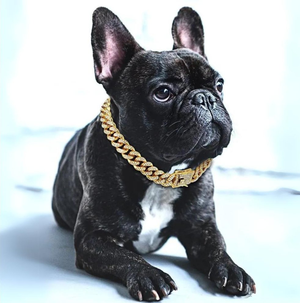 Cuban Link Dog Collar with Secure Closure – Fashionable Pet Gear