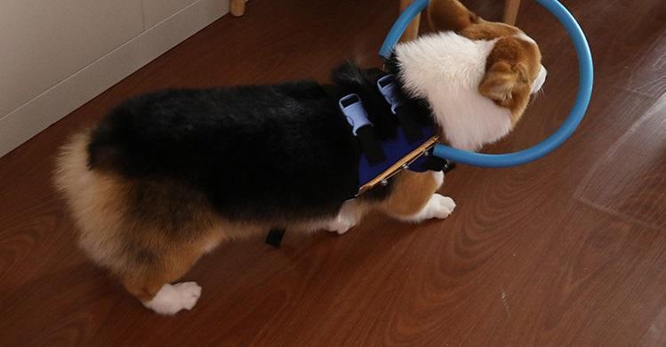 Dog Harness for Visually Impaired Pets – Lightweight and Safe Mobility