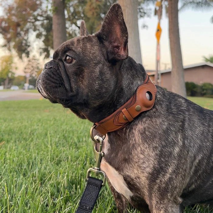 Eco-Friendly Dog Collar with Holder for AirTag Tracking