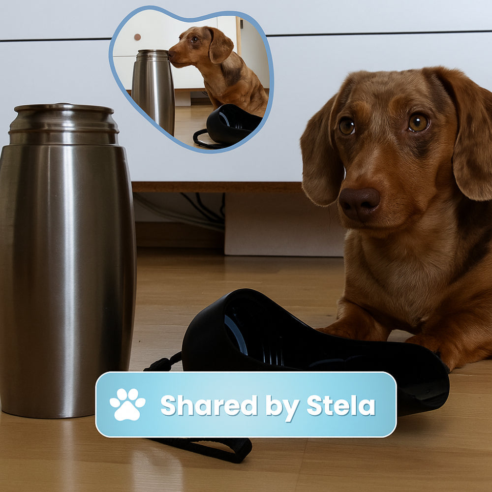 Insulated Stainless Steel Water Bottle for Dogs - Portable Hydration