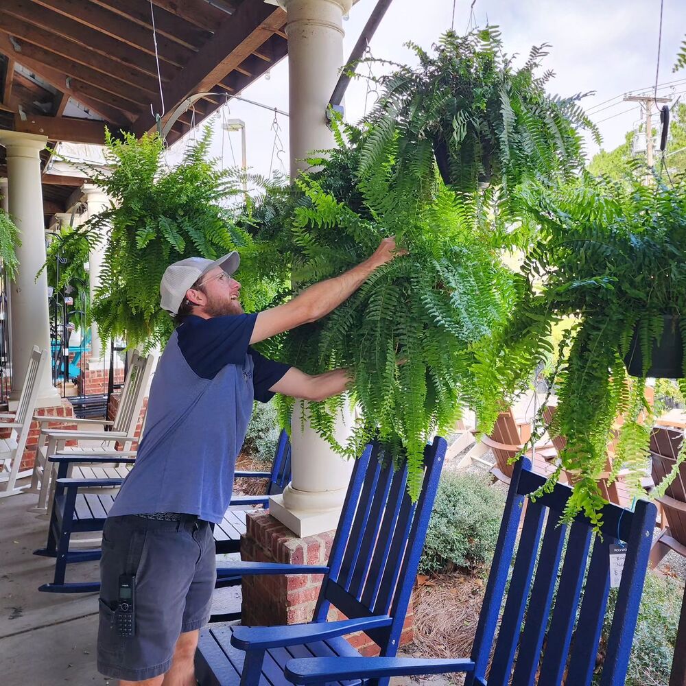Evergreen Fern Collection - 18 Pack for Year-Round Beauty