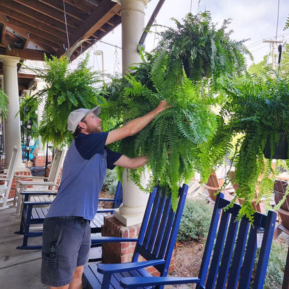 Evergreen Fern Collection - 18 Pack for Year-Round Beauty