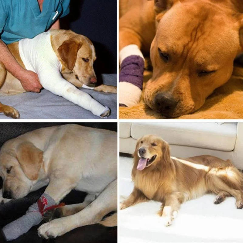Canine Ankle Support Wrap with Protective Compression and Visibility Strips
