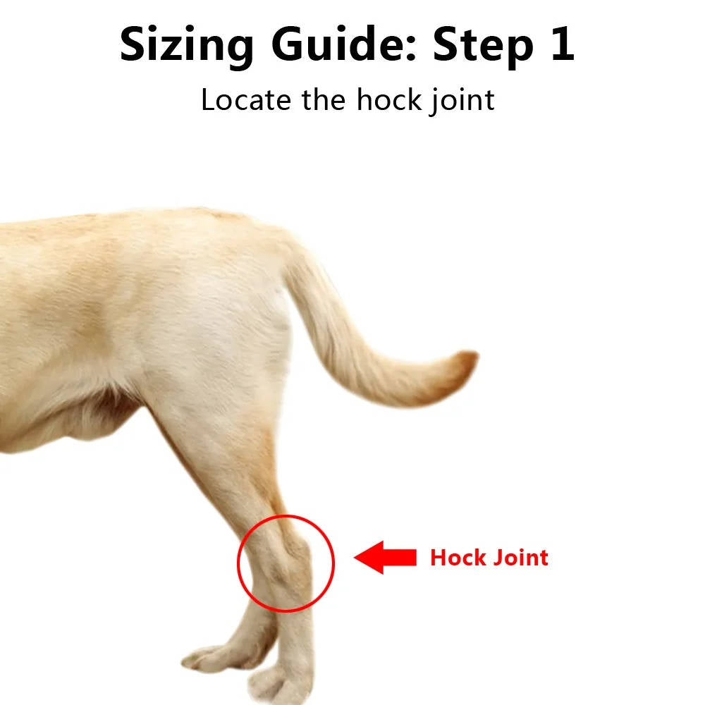 Canine Ankle Support Wrap with Protective Compression and Visibility Strips