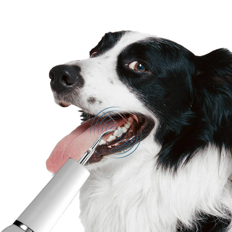 Rechargeable Canine Oral Care Device with LED Illumination and Gum Sensor