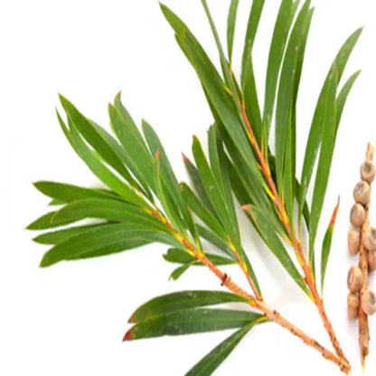 Natural Skin Growth Eliminator with Tea Tree Essence