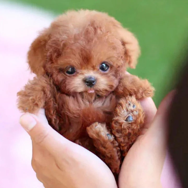 Smart Interactive Companion Puppy: Walks, Barks, and Plays