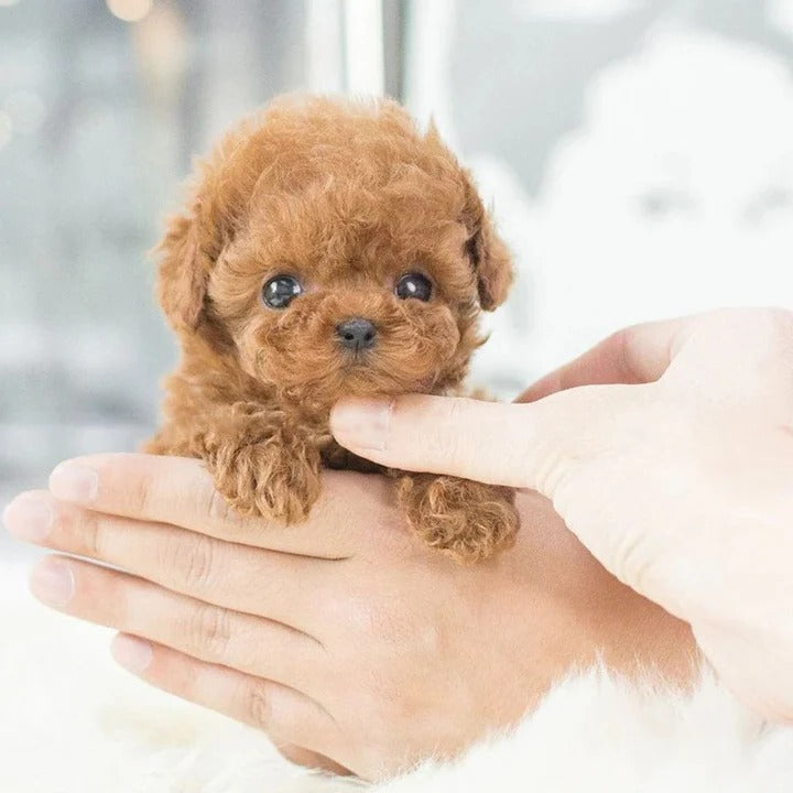 Smart Interactive Companion Puppy: Walks, Barks, and Plays
