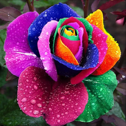 25 Pack of Colorful Blooming Rose Seeds for Home and Garden