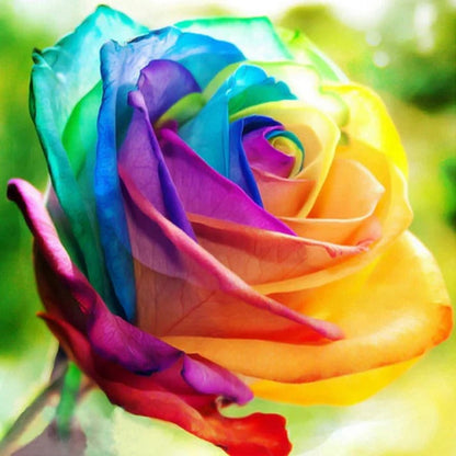 25 Pack of Colorful Blooming Rose Seeds for Home and Garden