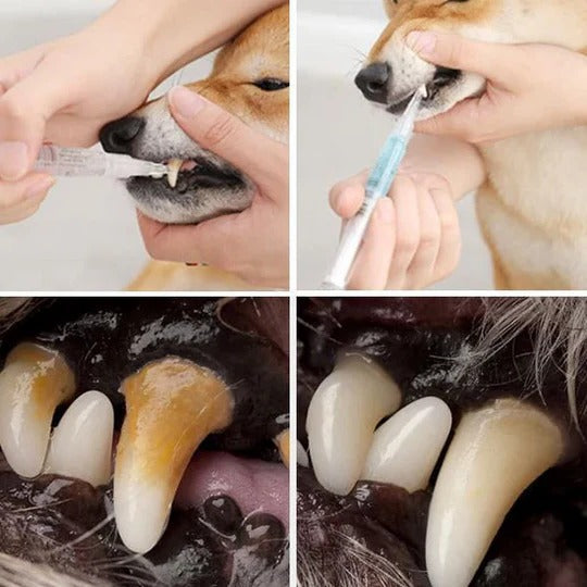 Comprehensive Oral Care Solution for Your Pet's Dental Health