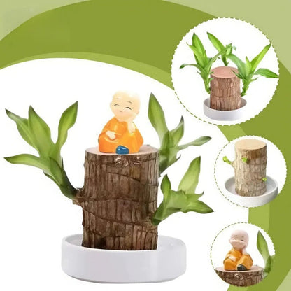 Effortless Indoor Oasis: Air-Purifying Plant for Any Space