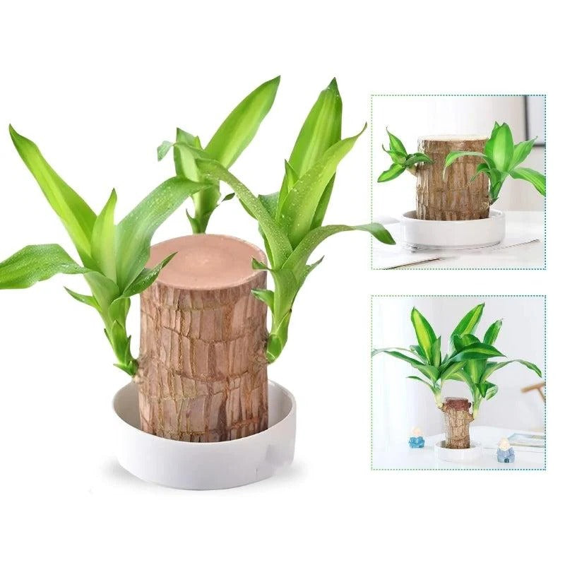 Effortless Indoor Oasis: Air-Purifying Plant for Any Space