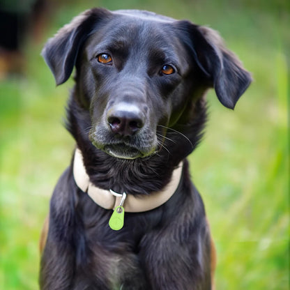 Smart Pet Locator with Real-Time Tracking & Alerts - 6-Month Battery