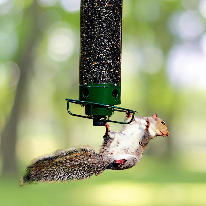 Squirrel-Resistant Bird Feeder for Backyard Birds
