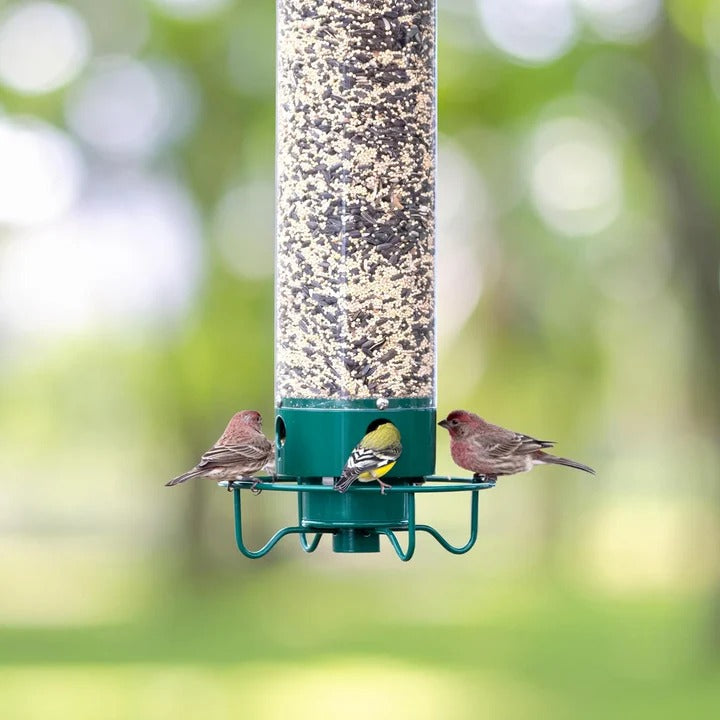 Squirrel-Resistant Bird Feeder for Backyard Birds