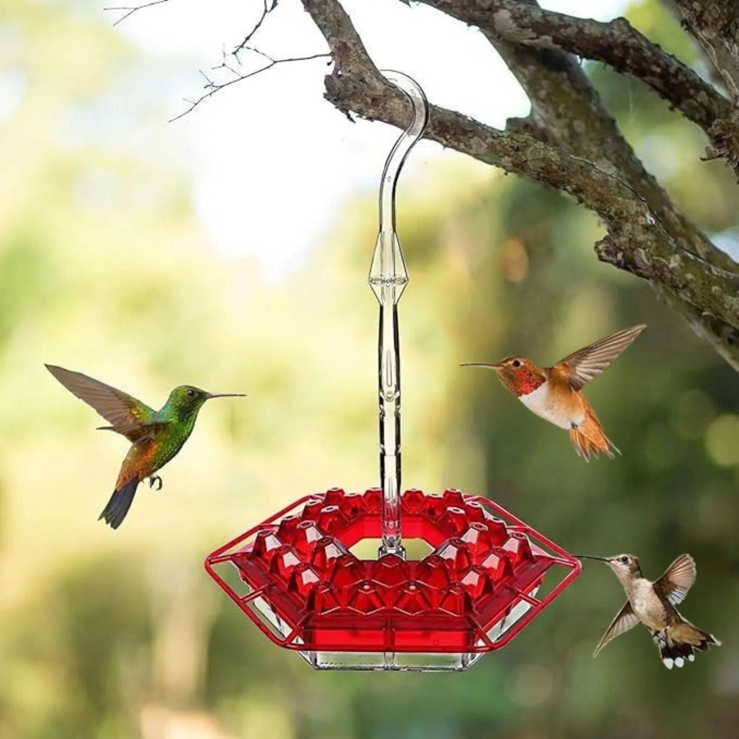 Insect-Resistant Outdoor Hummingbird Feeder with Perches