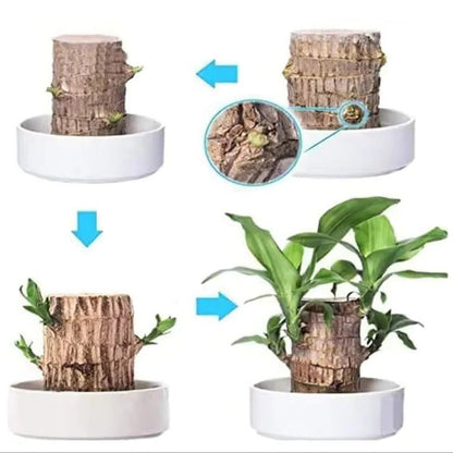 Effortless Indoor Oasis: Air-Purifying Plant for Any Space