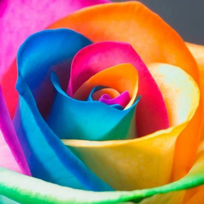 25 Pack of Colorful Blooming Rose Seeds for Home and Garden