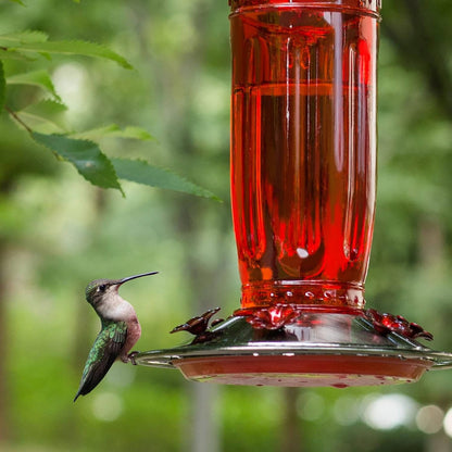 Charming Hummingbird Nectar Station with 6 Feeding Ports