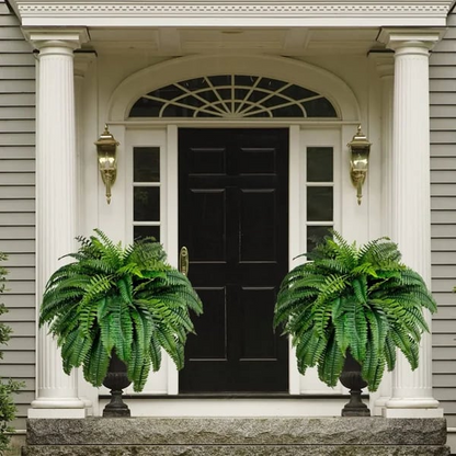 Evergreen Fern Collection - 18 Pack for Year-Round Beauty