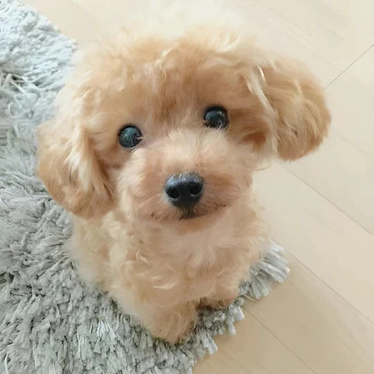 Lifelike Cuddly Companion Plush Dog Toy