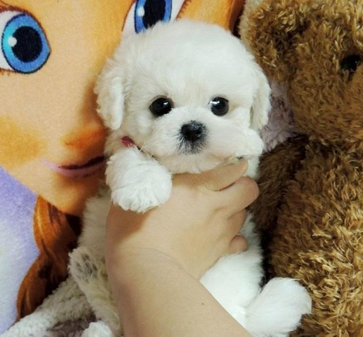 Realistic Plush Dog Companion with Weighted Feel, 14-Inch