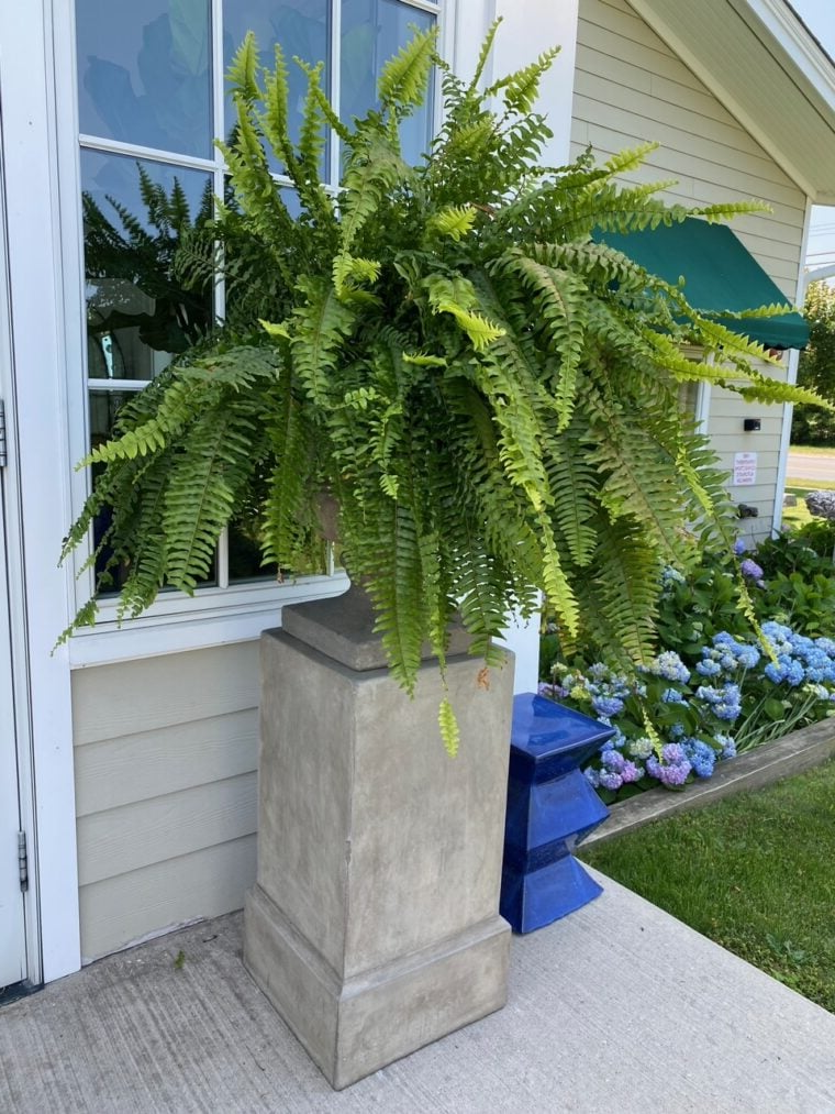Evergreen Fern Collection - 18 Pack for Year-Round Beauty