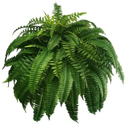 Evergreen Fern Collection - 18 Pack for Year-Round Beauty