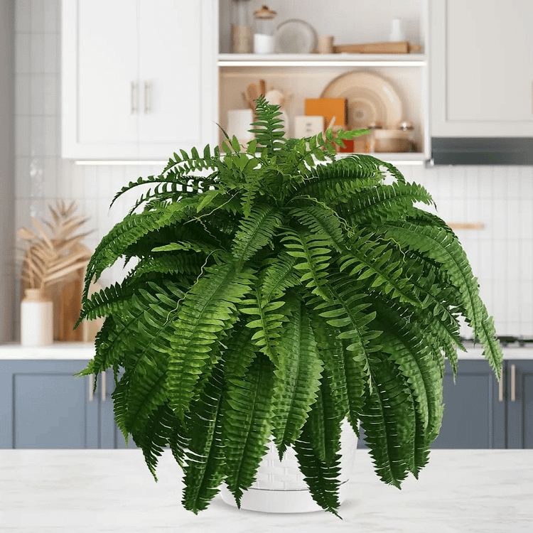Evergreen Fern Collection - 18 Pack for Year-Round Beauty
