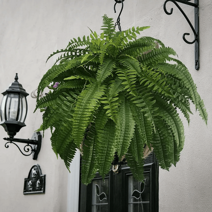 Evergreen Fern Collection - 18 Pack for Year-Round Beauty